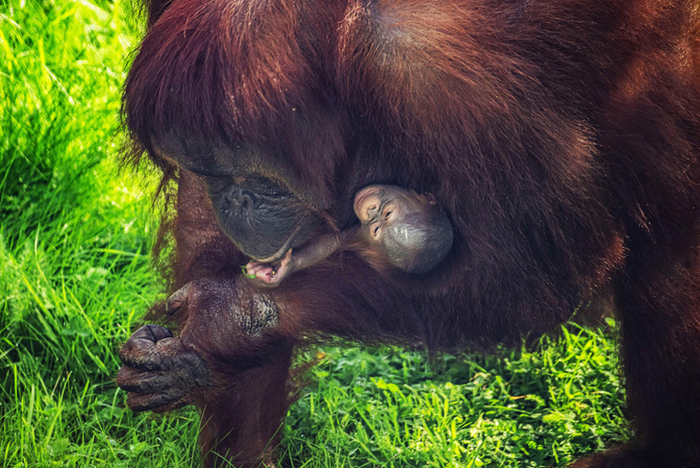 ����� �������