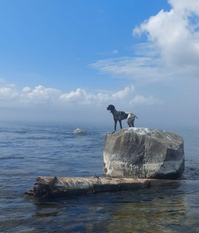 Немецкий курцхаар