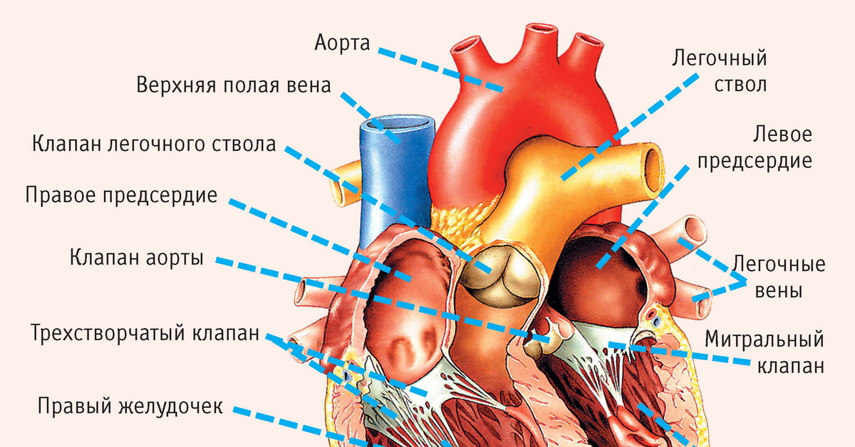 Полулунные клапаны в вене. Клапан легочного ствола трехстворчатый. Полулунные клапаны легочного ствола. Полулунный клапан легочного ствола. Клапан аорты трехстворчатый.