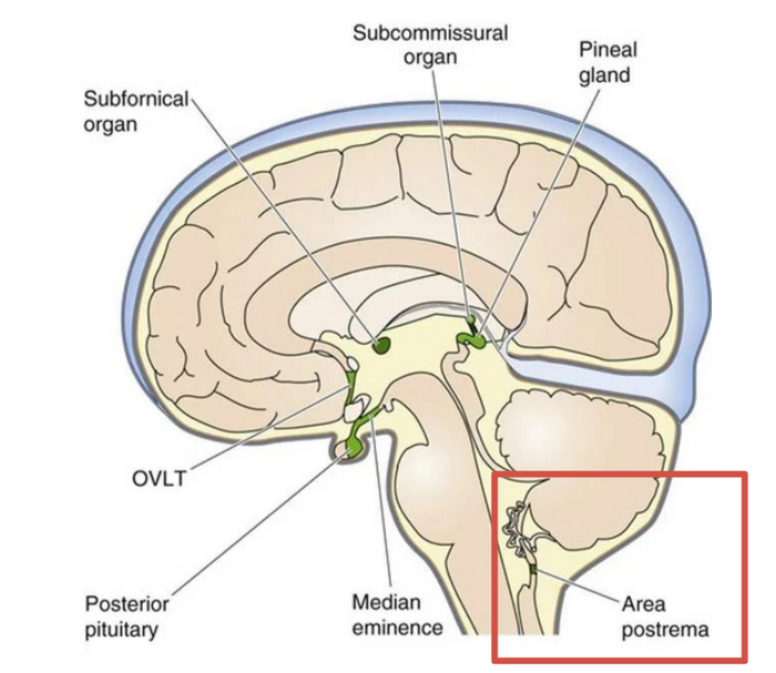    area postrema -   