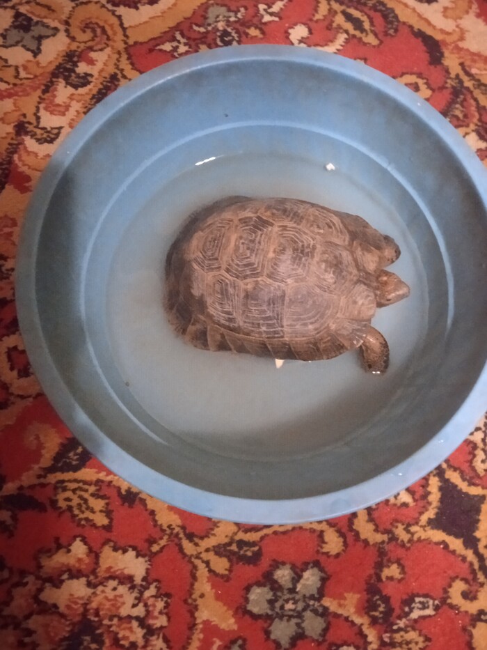 ����� �������� 2.0