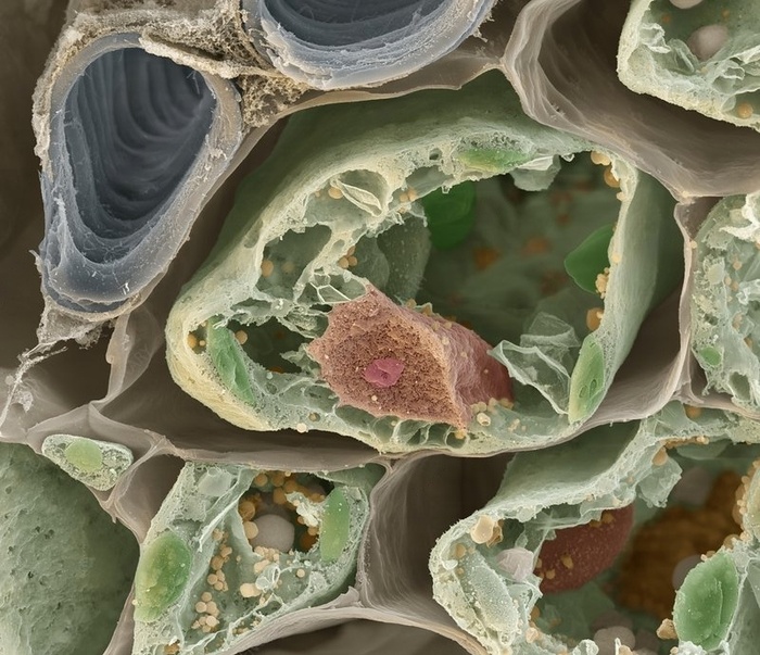 Растительная клетка под микроскопом Микроскоп, Биология, Научпоп, Исследования, Наука, Видео, Видео ВК, Длиннопост