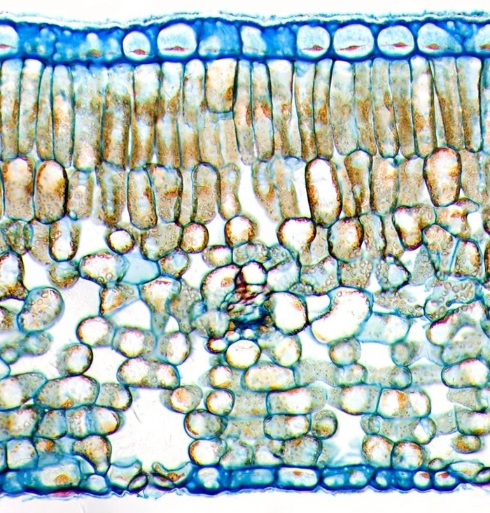 Срез чайного листа. Световой микроскоп. Увеличение: x1000
