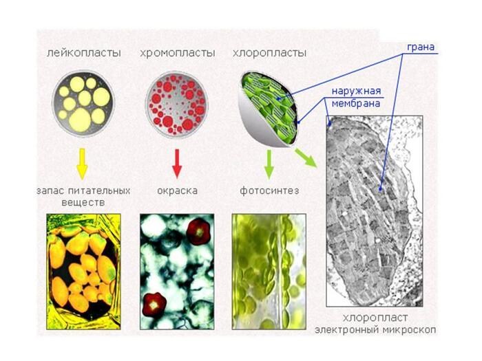 Классификация пластид