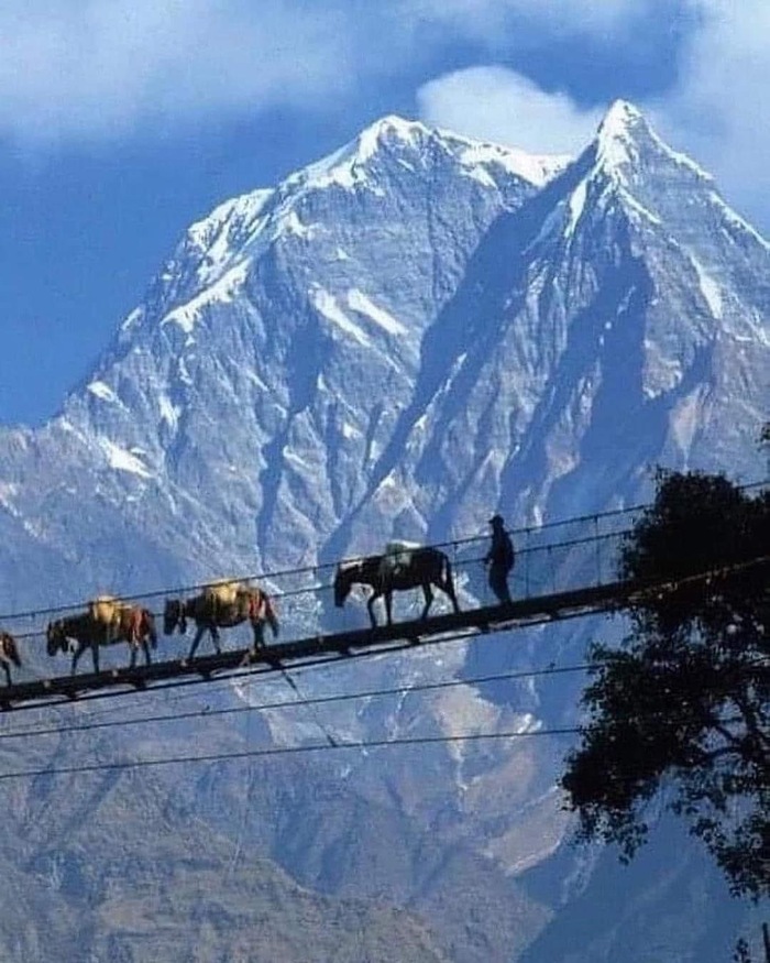 Лошадки привыкли к высоте!