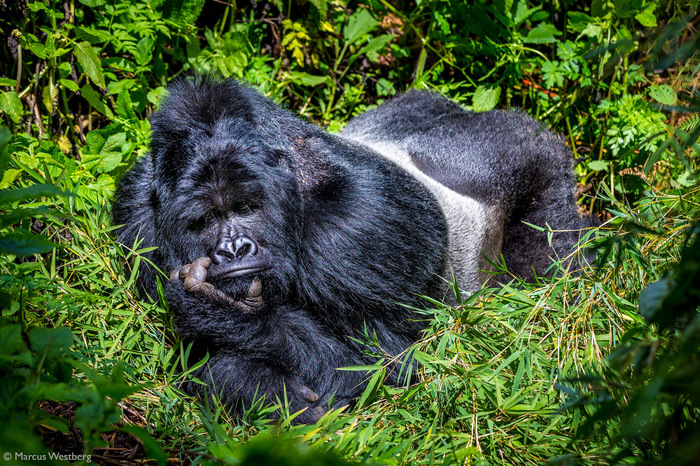    , .
 Marcus Westberg.