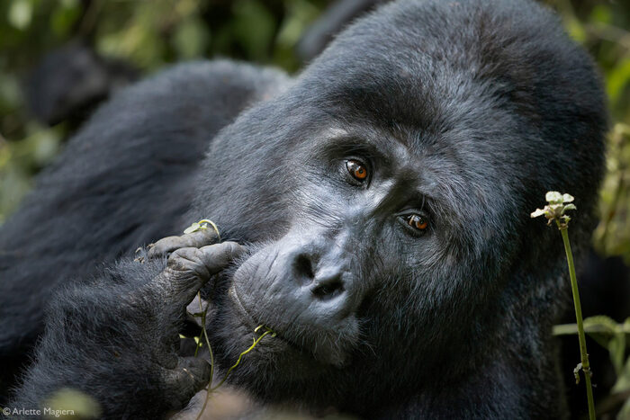   , .
 Arlette Magiera.