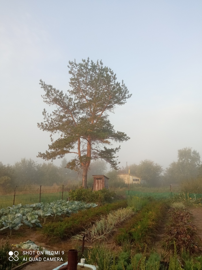 Сосна срубленная в 80-е года разделилась на 3 части.