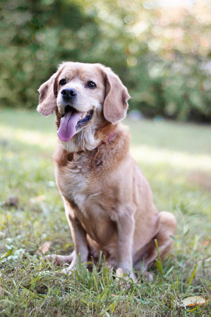 Хозяин погиб, нужен дом спаниелю из приюта!