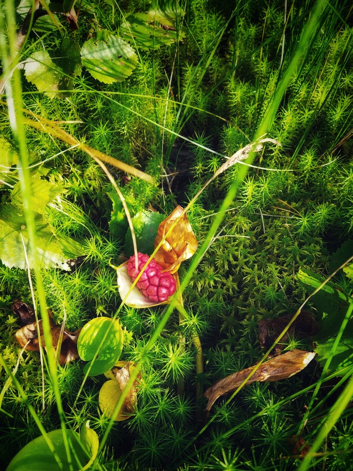 ����� �����