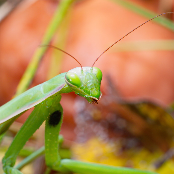  ,    (. Mantis religiosa)