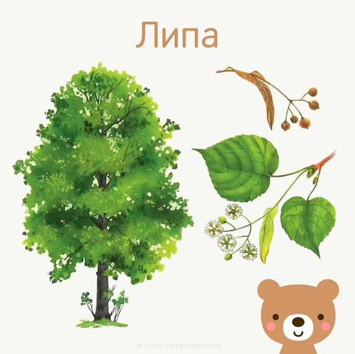 деревья картинки для детей - fitdiets.ru