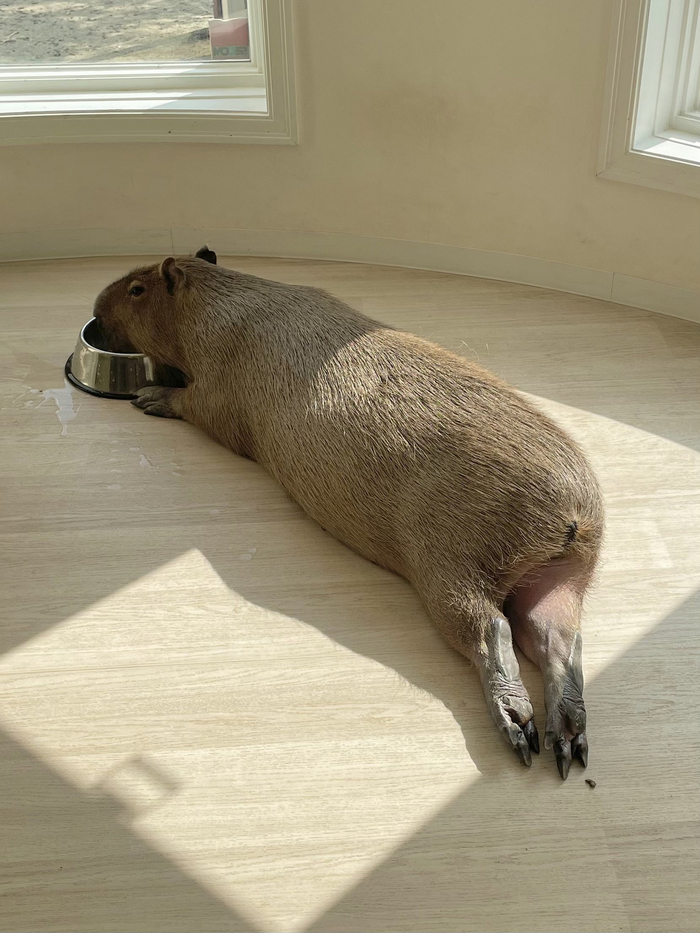 Все мы иногда капибара :)