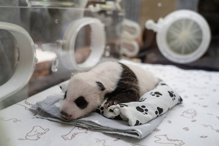 И пелёночка у медвежонка красивая