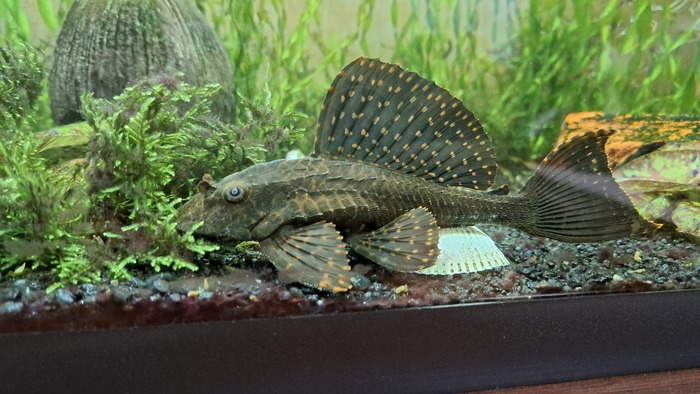 Наша сомэса