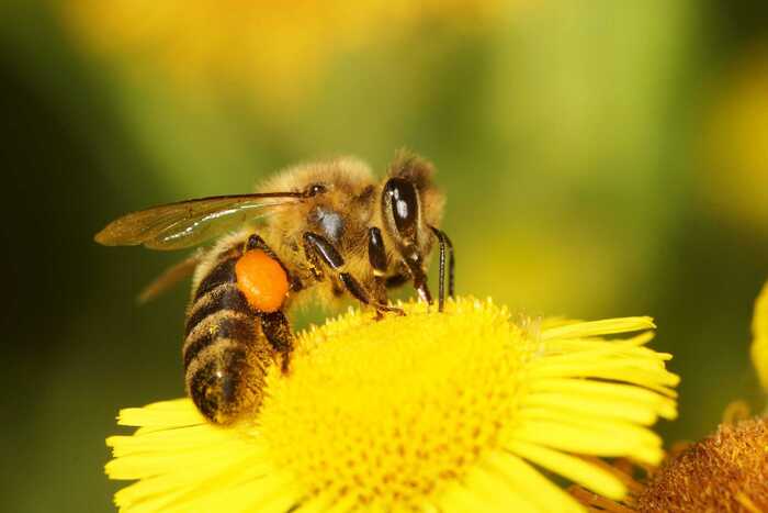 Процесс производства мёда у пчёл Вокруг света, Наука, Полезное, Познавательно, Интересное, Пчелы, Мёд, Улей, Факты