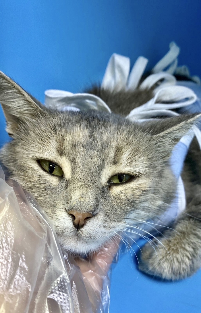 Пискля. ПРЯМО СЕЙЧАС везут НА ВЫПУСК НА ДАЧИ… - ласковая и нежная кошечка, возраст 2,5 годика В добрые руки, Помощь животным, Без рейтинга, Волонтерство, Ветеринария, Кот, Последний шанс, Домашние животные, Бездомные животные, Дом, Москва, Московская область, Видео, Вертикальное видео, Длиннопост