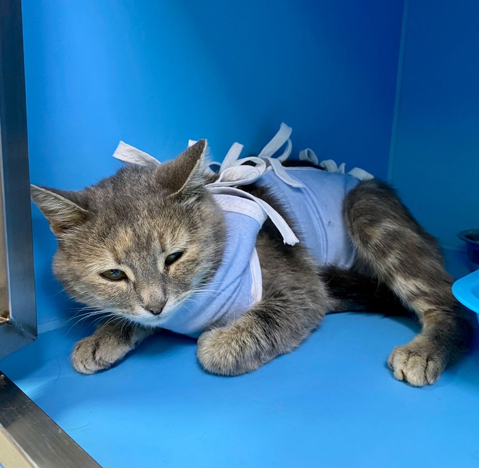 Пискля. ПРЯМО СЕЙЧАС везут НА ВЫПУСК НА ДАЧИ… - ласковая и нежная кошечка, возраст 2,5 годика В добрые руки, Помощь животным, Без рейтинга, Волонтерство, Ветеринария, Кот, Последний шанс, Домашние животные, Бездомные животные, Дом, Москва, Московская область, Видео, Вертикальное видео, Длиннопост