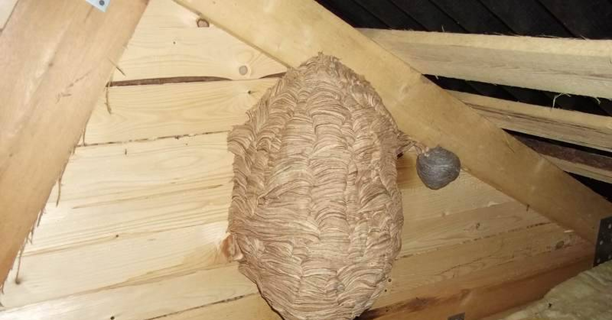 Под крышей дома свили гнездо. Гнездо шершней на чердаке. Гнездо шершней под крышей. Осиное гнездо в земле. Пчелиное гнездо под крышей.