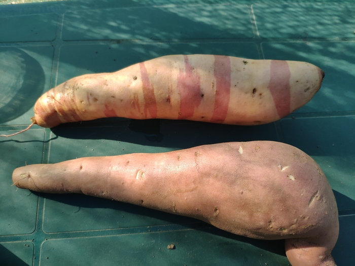 Рядом с обычным представителем сорта