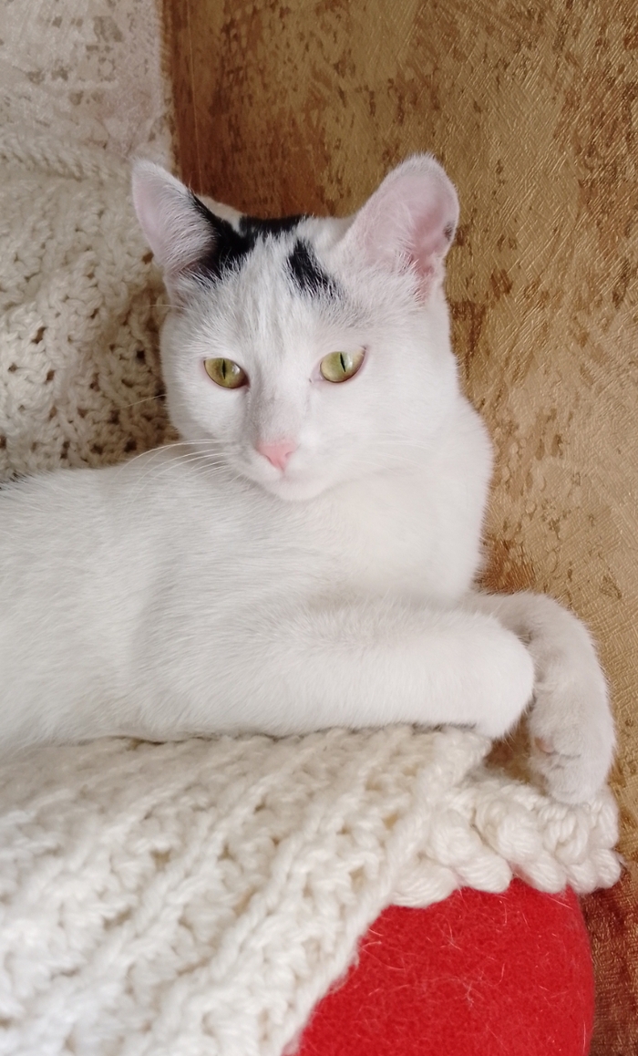 Как часто это бывает, прижилась) И лучше кошки неть,под ногами не путается, мявом еду не выпрашивает,ночью спит.Одно плохо, гладиться не любит, но ничего, потерпит)