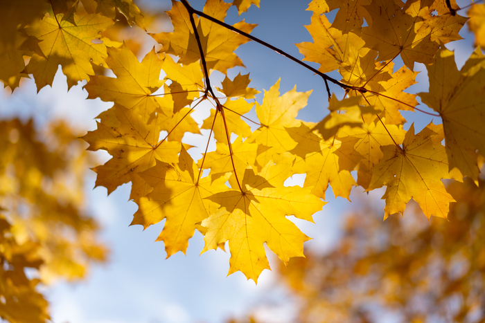 Осенний клен Фотография, Осень, Клен, Дерево, Листья, Осенние листья