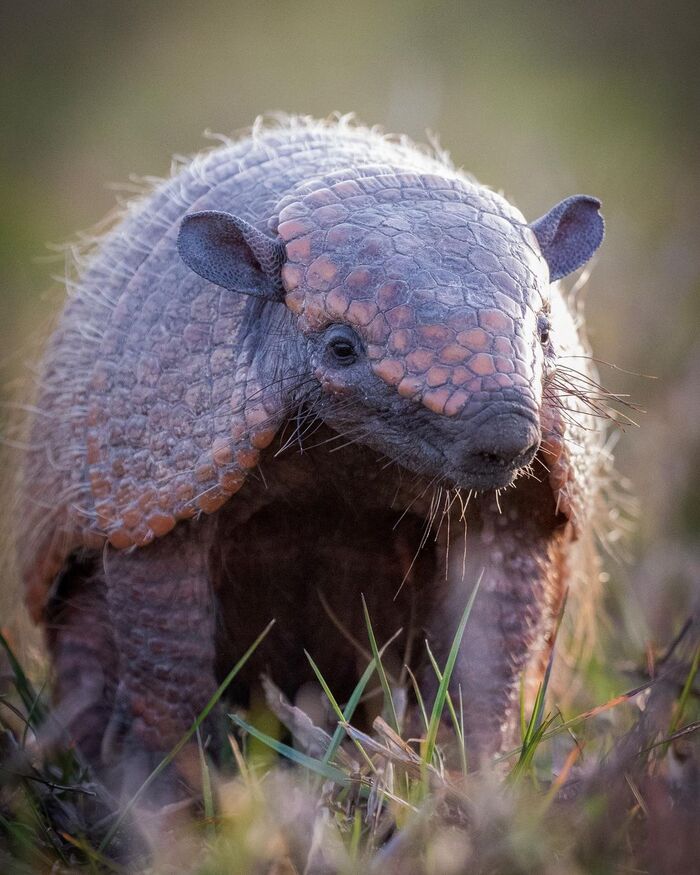 Броненосец