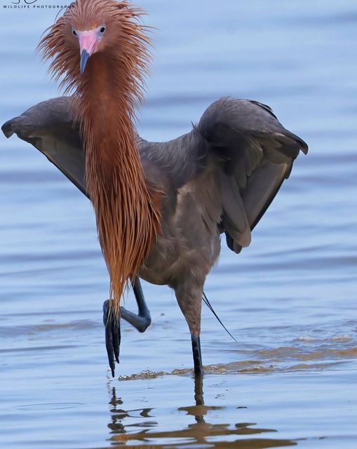   (Egretta rufescens)    .-      , , 