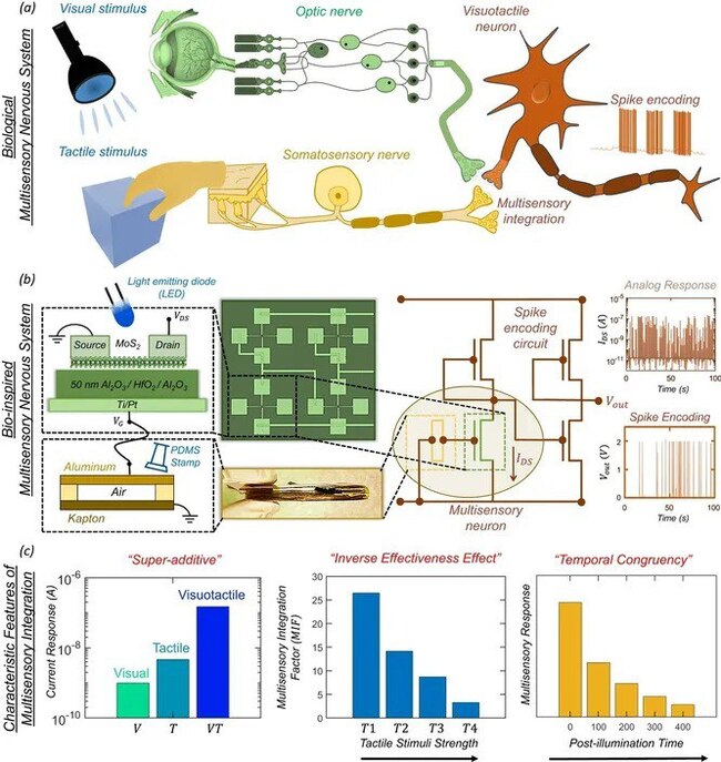 Ученые разработали новый искусственный нейрон, который способен одновременно видеть и осязать