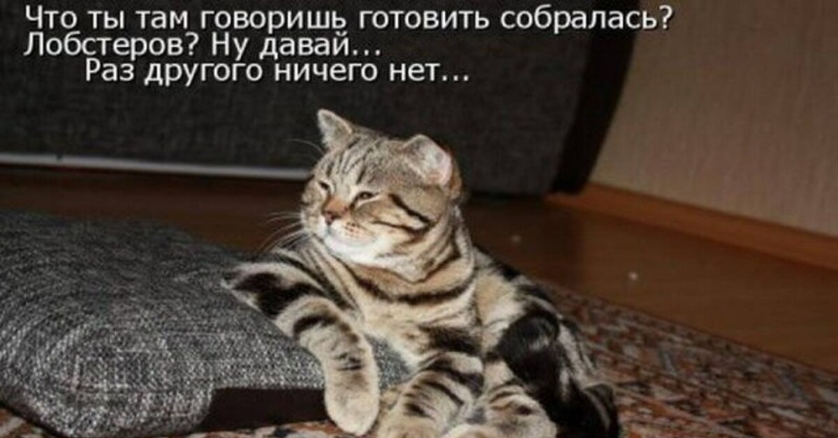 А я уже так. Прикольные надписи с котиками. Прикольные коты с надписями. Коты приколы с надписями. Смешные надписи с котами.