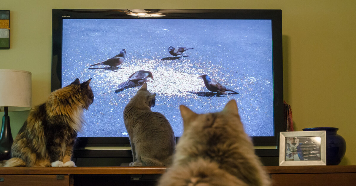 Смотрите ли телевизор. Кошачий телевизор. Кот на телевизоре. Животные и телевизор. Кошка и телевизор.