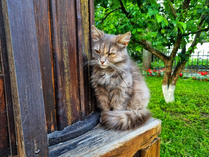 Вот вам сонный котейка, на территории их было куча и походу многие голодные :)