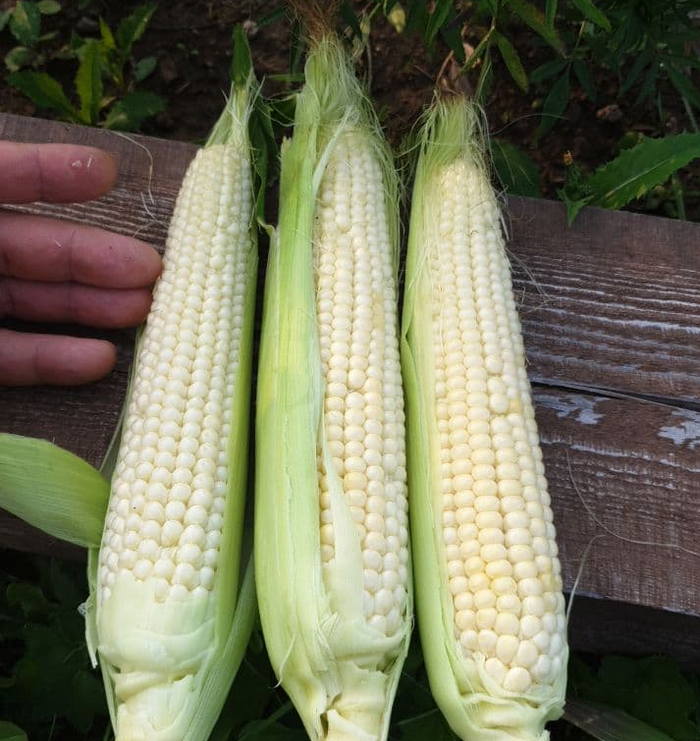  @ 05.08.    ,    150-   .