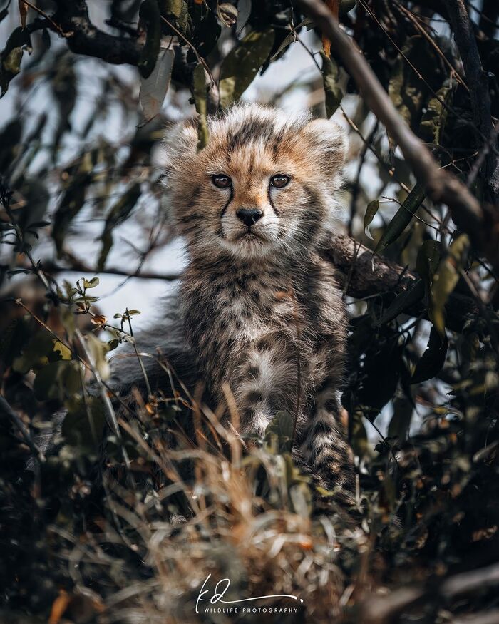Кустовой выползень