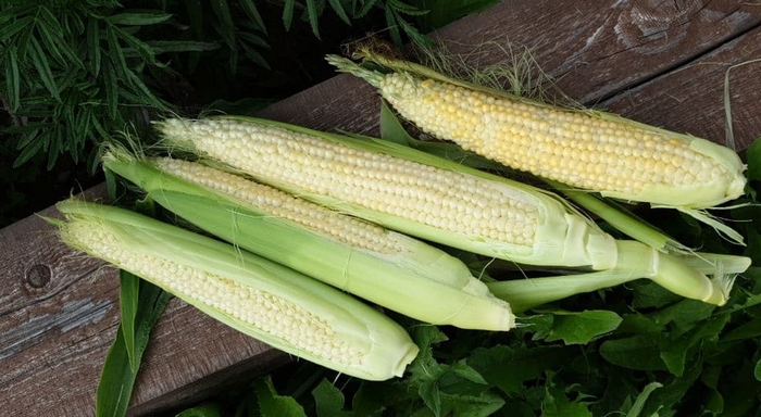 - @ 14.08.    ,      .