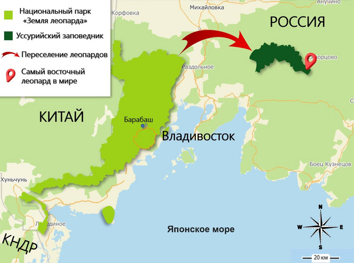 В этом году для расширения мест их обитания был запущен проект реинтродукции – три особи были переселены в Уссурийский заповедник, в места, где они исчезли более 50 лет назад