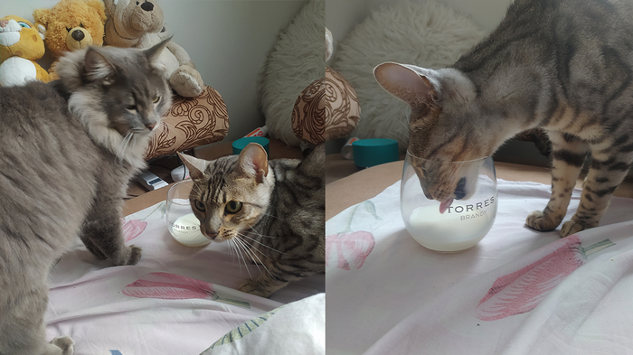 Преступная банда 😁