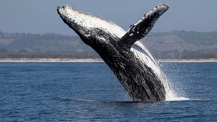 Виноваты ли ветряные турбины в смерти китов? Исследования, Экология, Наука, Кит, Энергетика, Мусор, Ветряные Турбины, Длиннопост