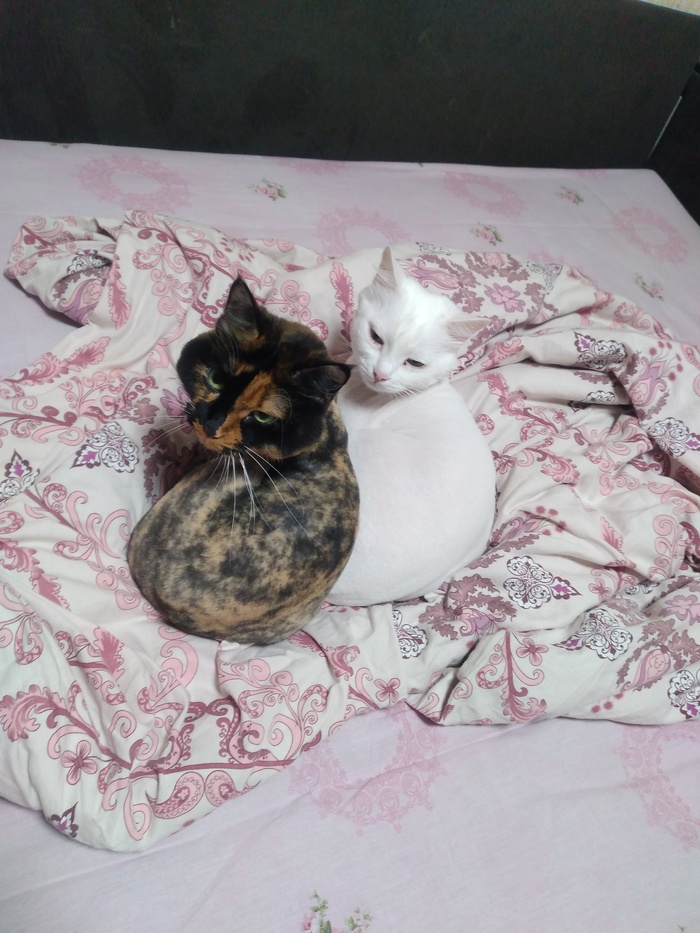 Обычно не сидят вместе, а тут не разлей вода)