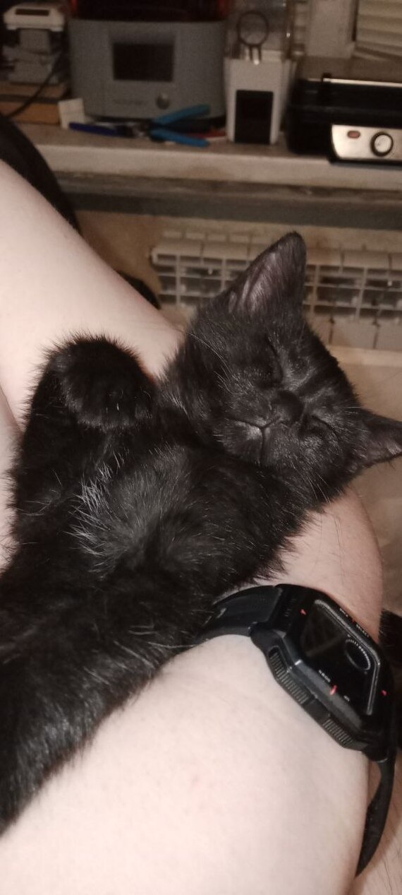 Старшего зовут Барсиком, мелкого решил назвать Марсиком.