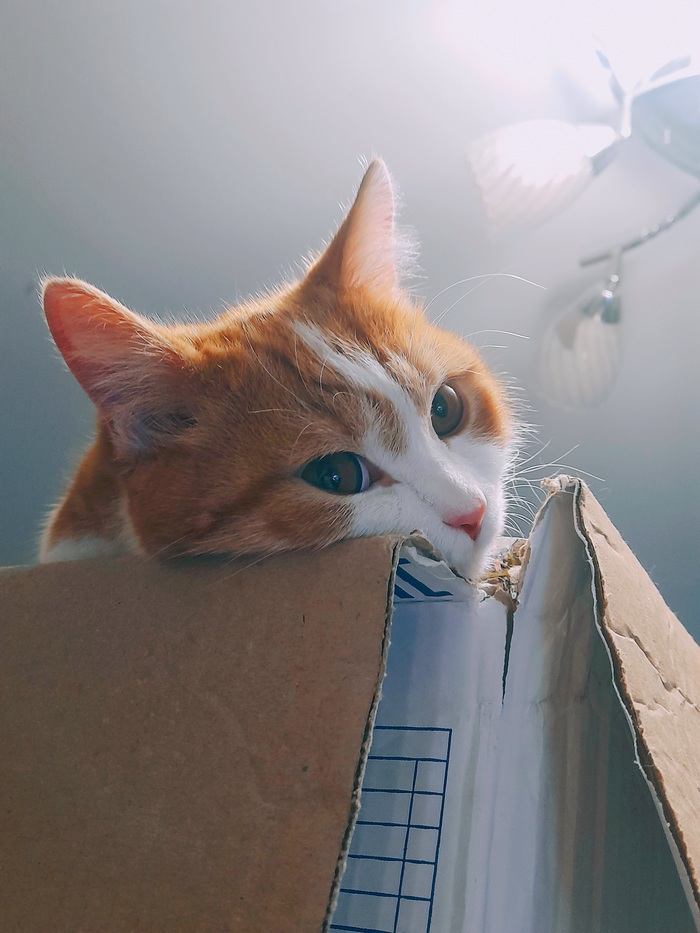 Нет на свете всех милее...коробки)