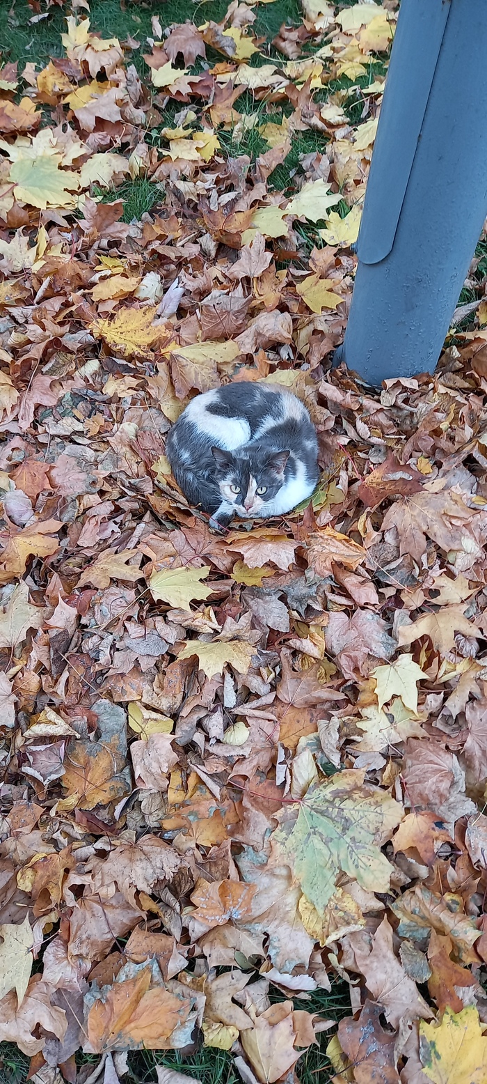 Осень наступила...