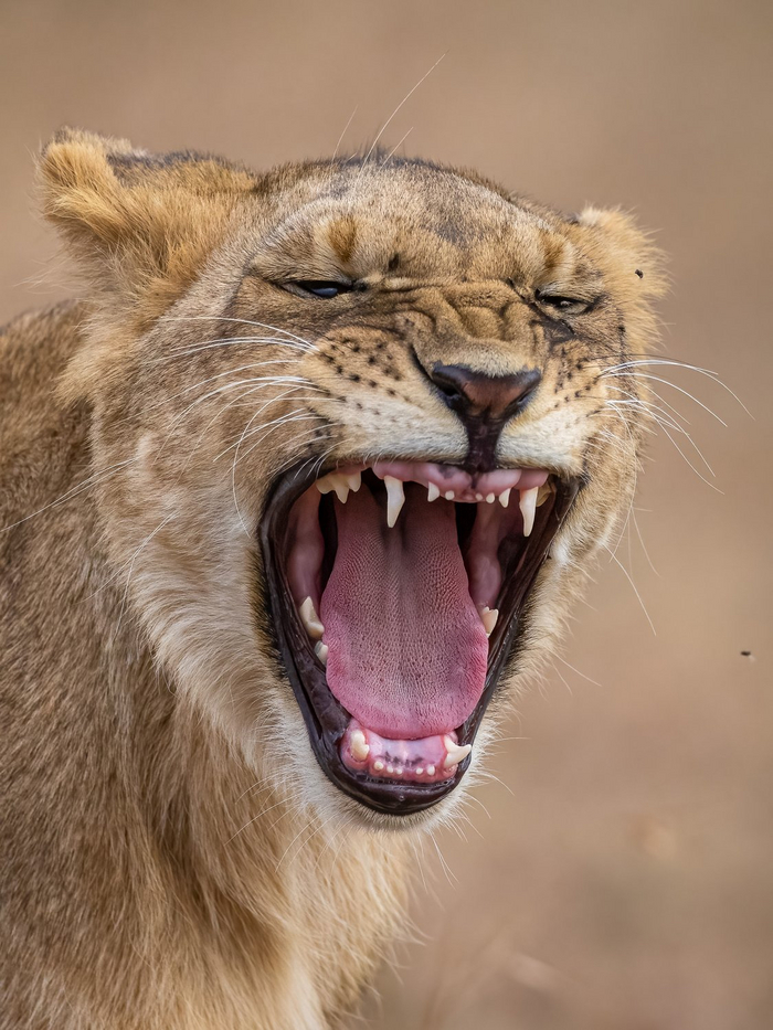 Белые зубки Львята, Молочные зубы, Африка, Кения, Фотография, Лев, Большие кошки, Семейство кошачьих, Хищные животные