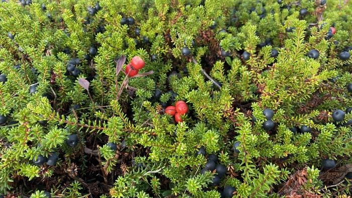 Очень много вороники!! Сейчас она невероятно вкусная!
