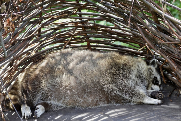 Сладкая булочка