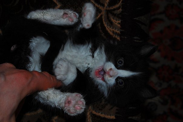 ща ффсех порву! Неет, чеши, чеши мне пузю!