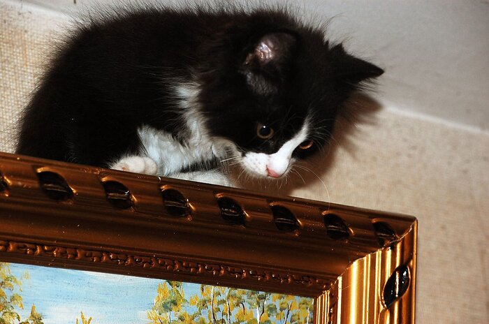 Ой, а слезать-то отседава как?!