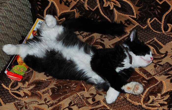 что такое ляпота? Это дом, где есть котЭ :)