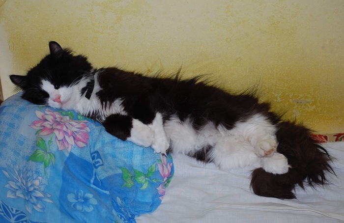 Жопу поднял - место потерял! Иди теперь в моей коробке спи, это теперь моя подушка!
(а ведь я всего на 2 минуты в туалет выходил!!)