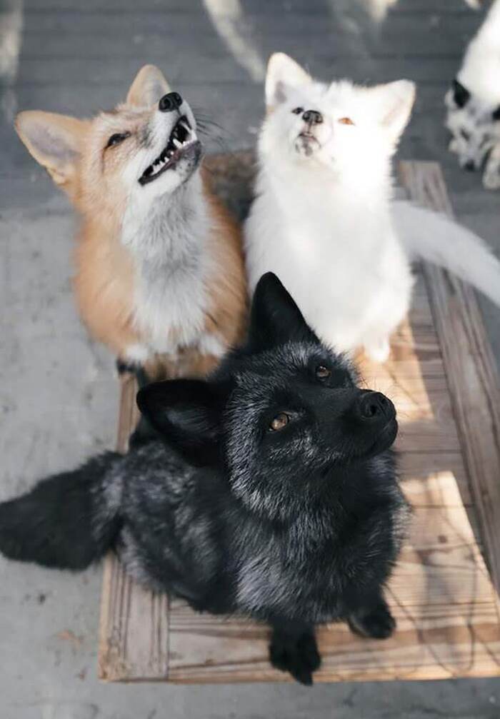 Ответ на пост «Собаколиса»